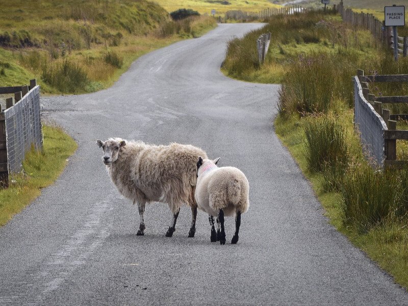 moutons ecosse